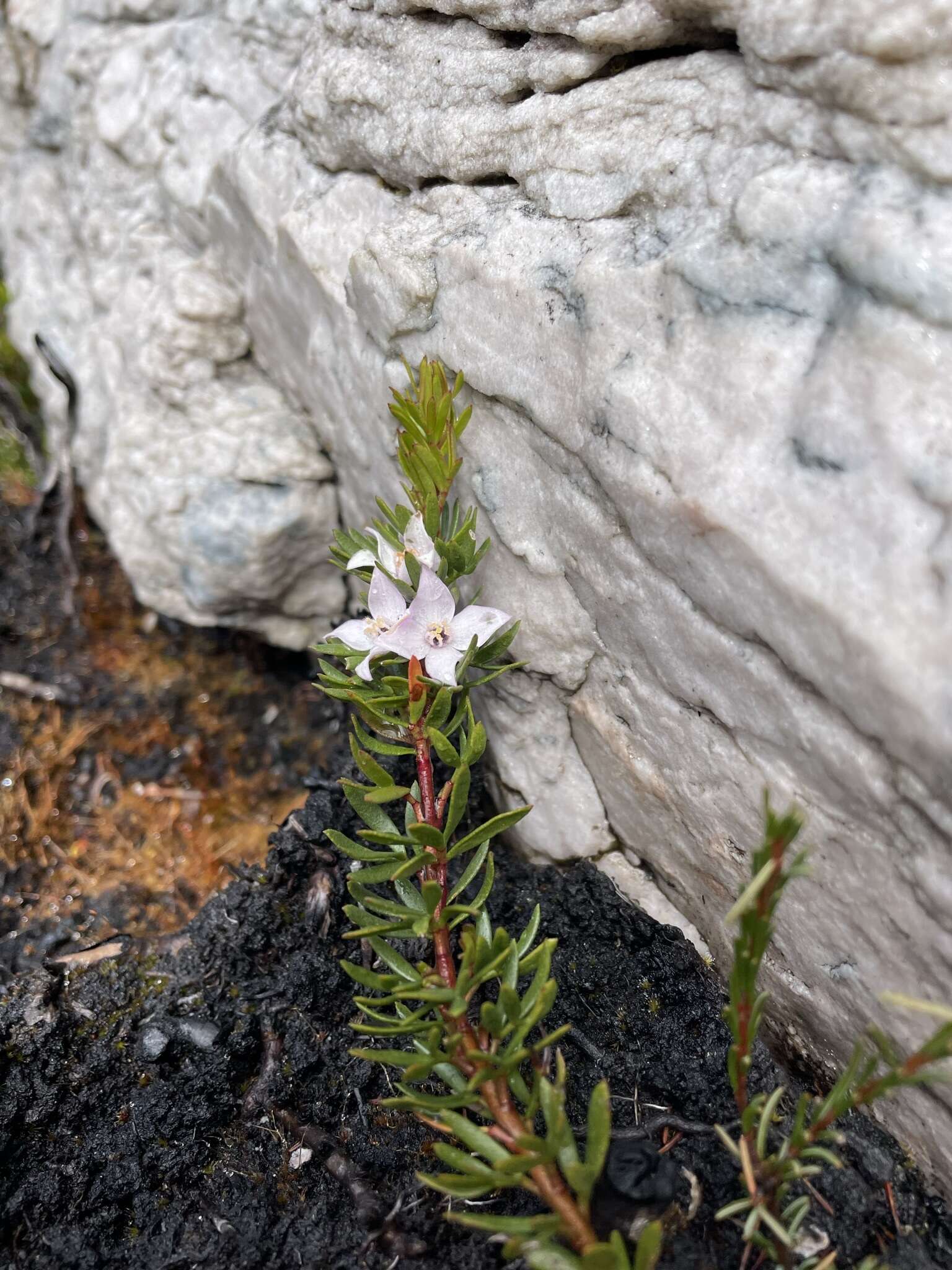 Image of Lemon Boronia