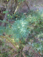 Image of San Diego sagewort