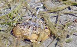 Image of smooth box crab