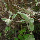 Image of Croton heptalon (Kuntze) B. W. van Ee & P. E. Berry