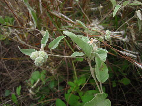 Image of Croton heptalon (Kuntze) B. W. van Ee & P. E. Berry