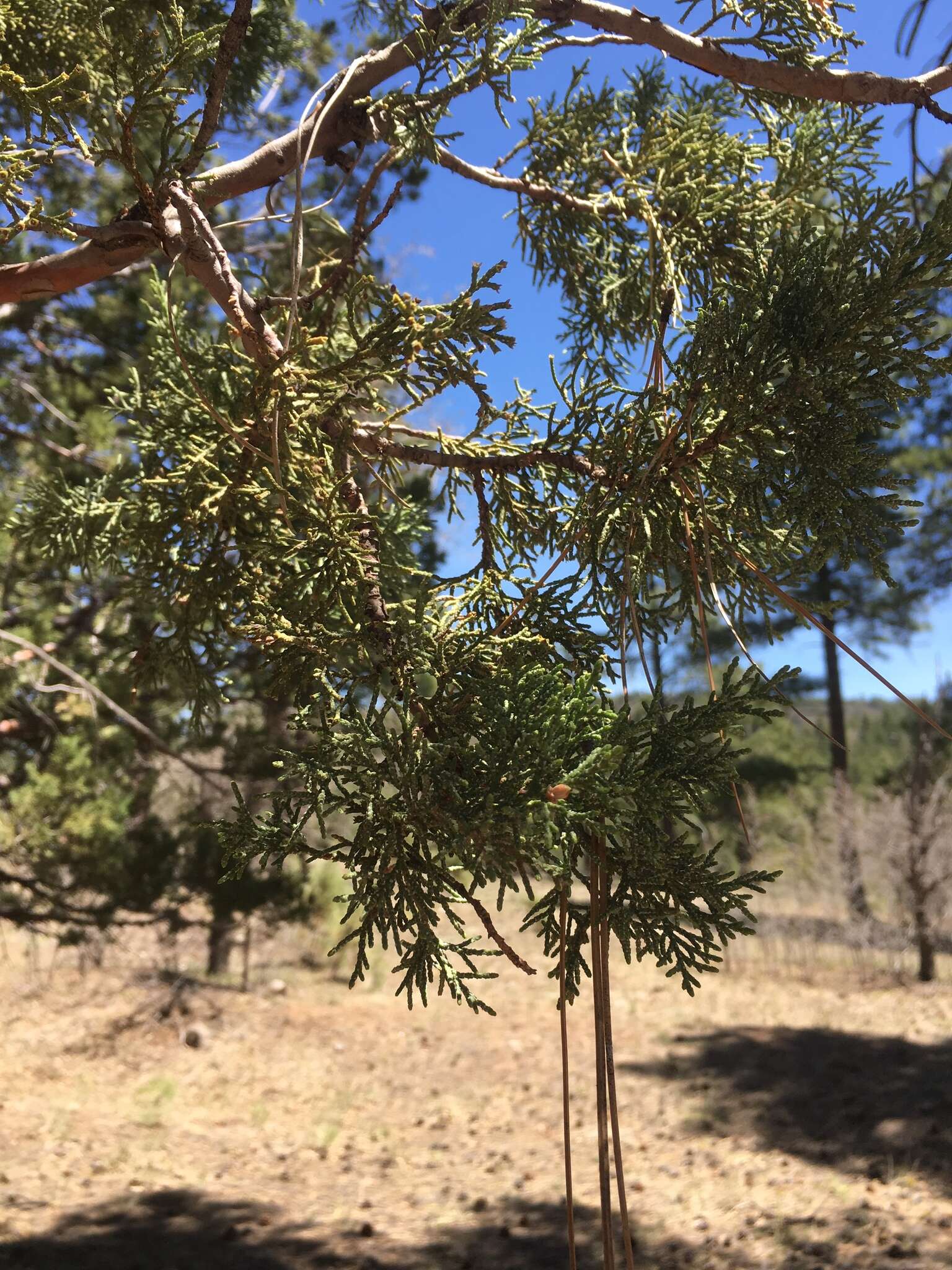 Juniperus deppeana Steud. resmi