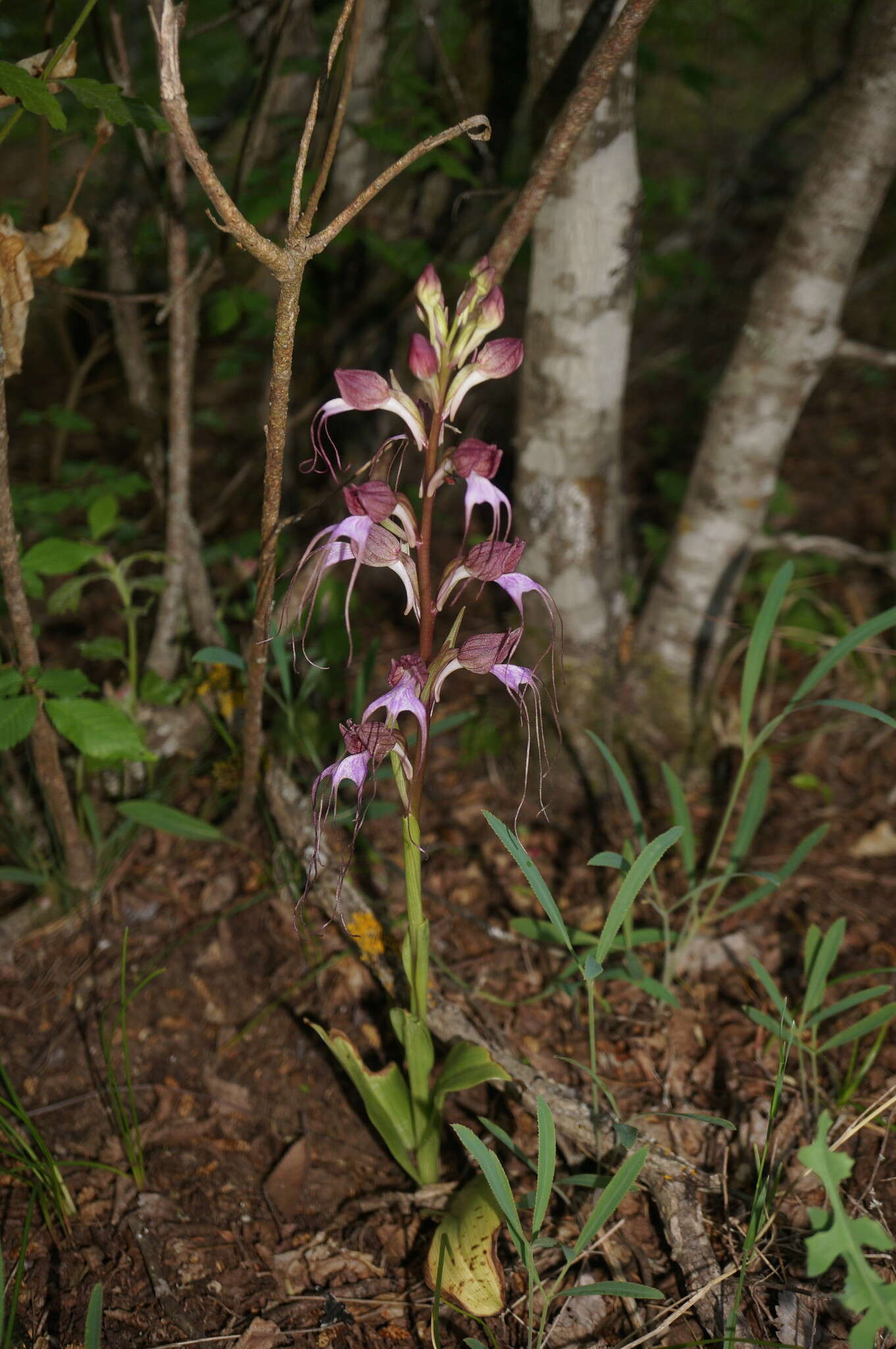 Image of Komper's Orchid