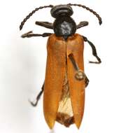 Image of Blister Beetle