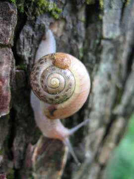 Image of Karaftohelix selskii (Gerstfeldt 1859)