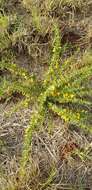 Image of Crotalaria eremicola Baker fil.