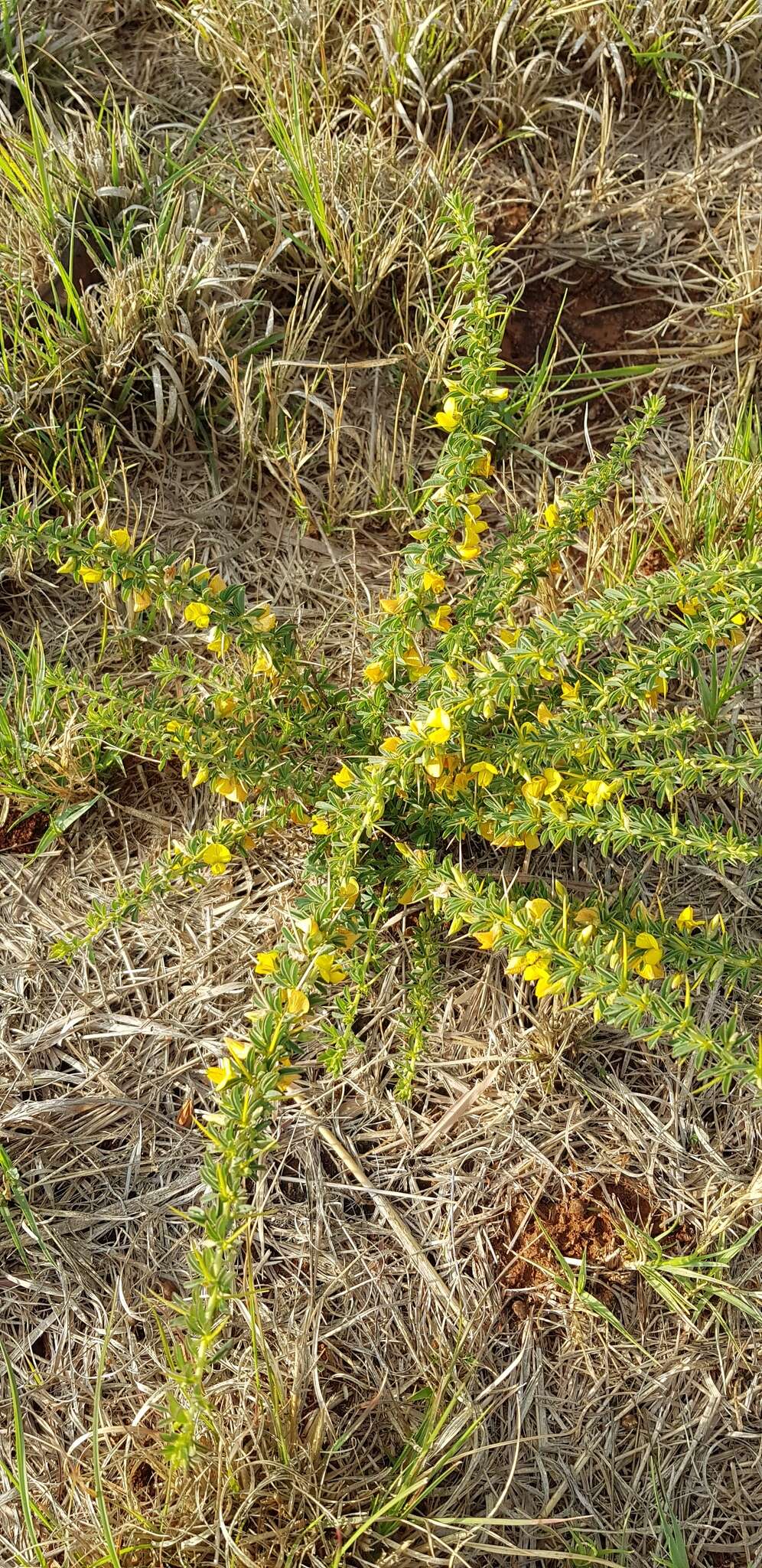 Image of Crotalaria eremicola Baker fil.