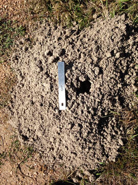 Image of Texas Pocket Gopher