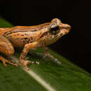 Image of Webless pygmy tree frog