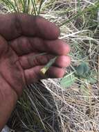 Image of yellow hawkweed