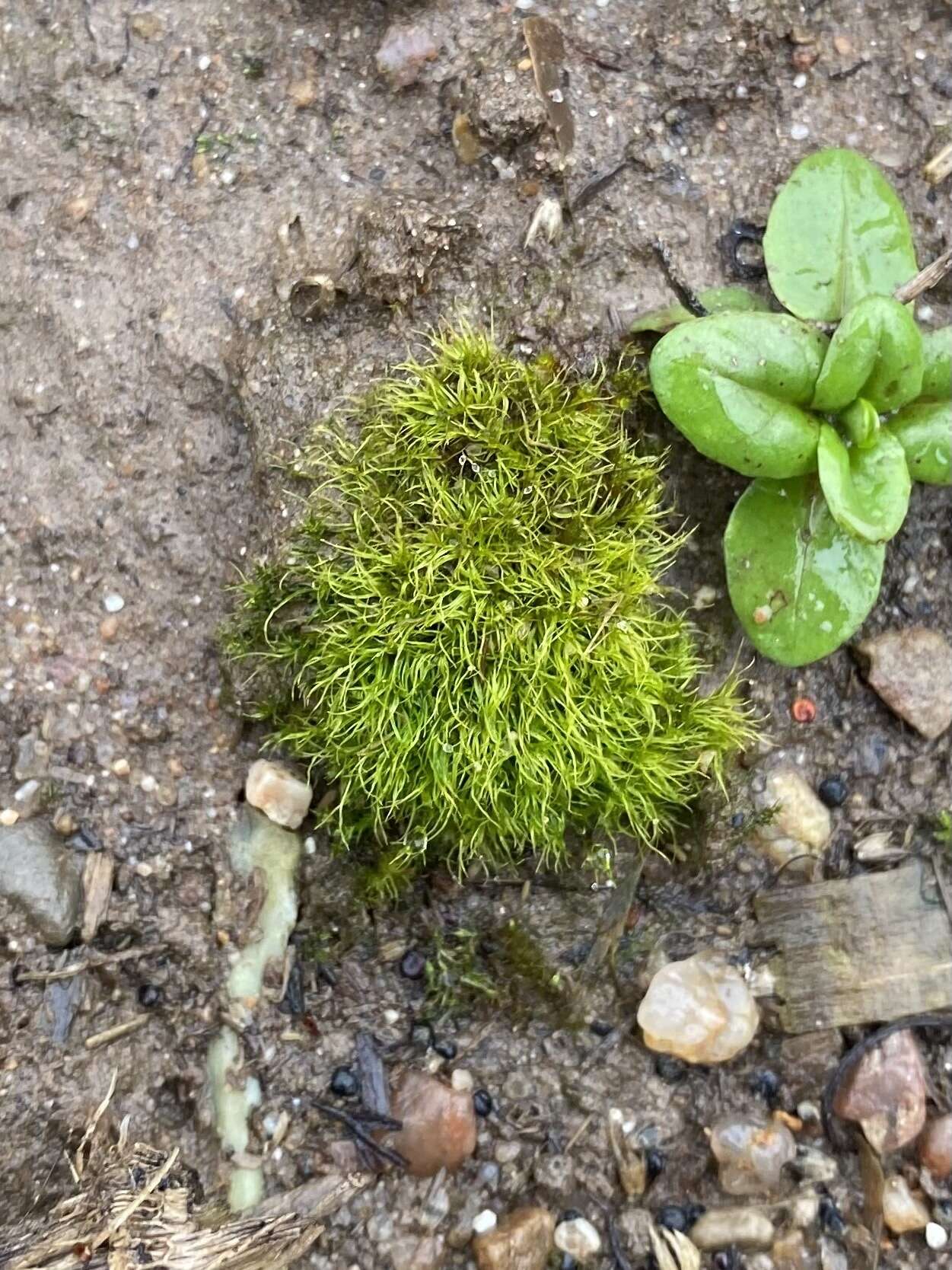 Image of pleuridium moss
