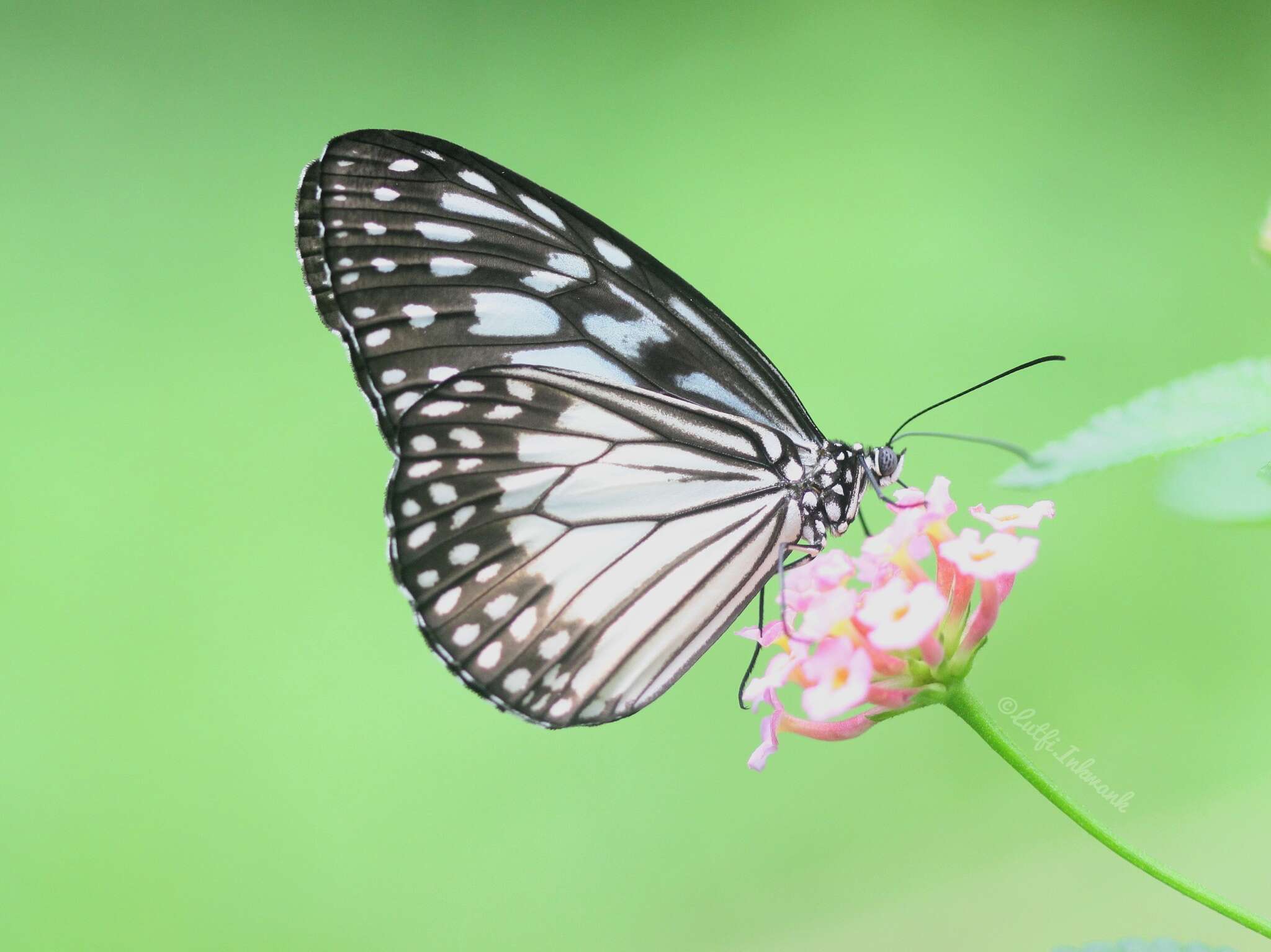 Image of Ideopsis juventa Cramer 1777