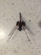 Image of Carolina Saddlebags