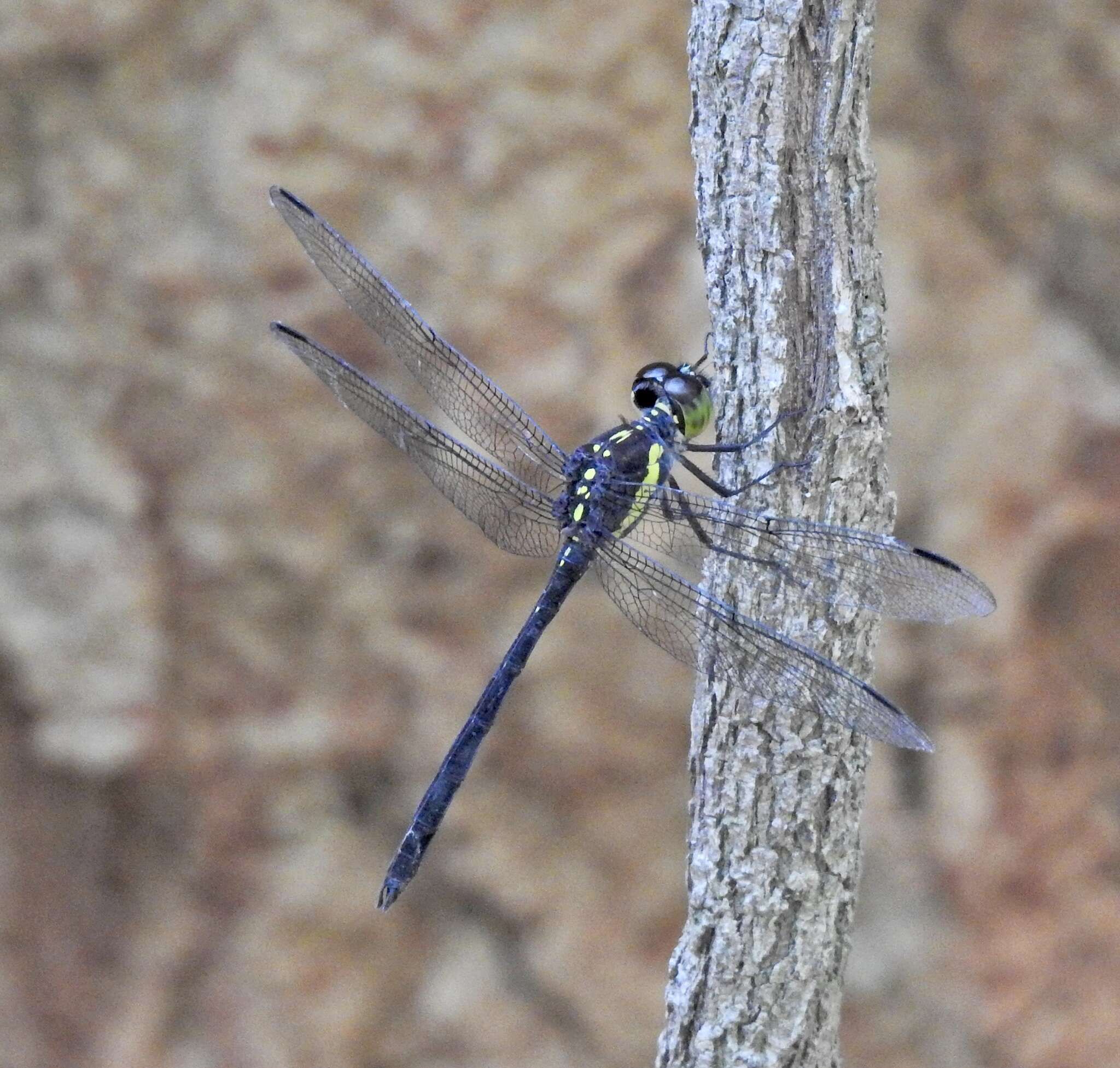 Image of <i>Agrionoptera longitudinalis biserialis</i> Selys 1879