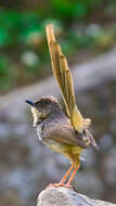 Image of Himalayan Prinia