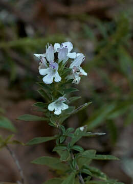 Image of perennial savory