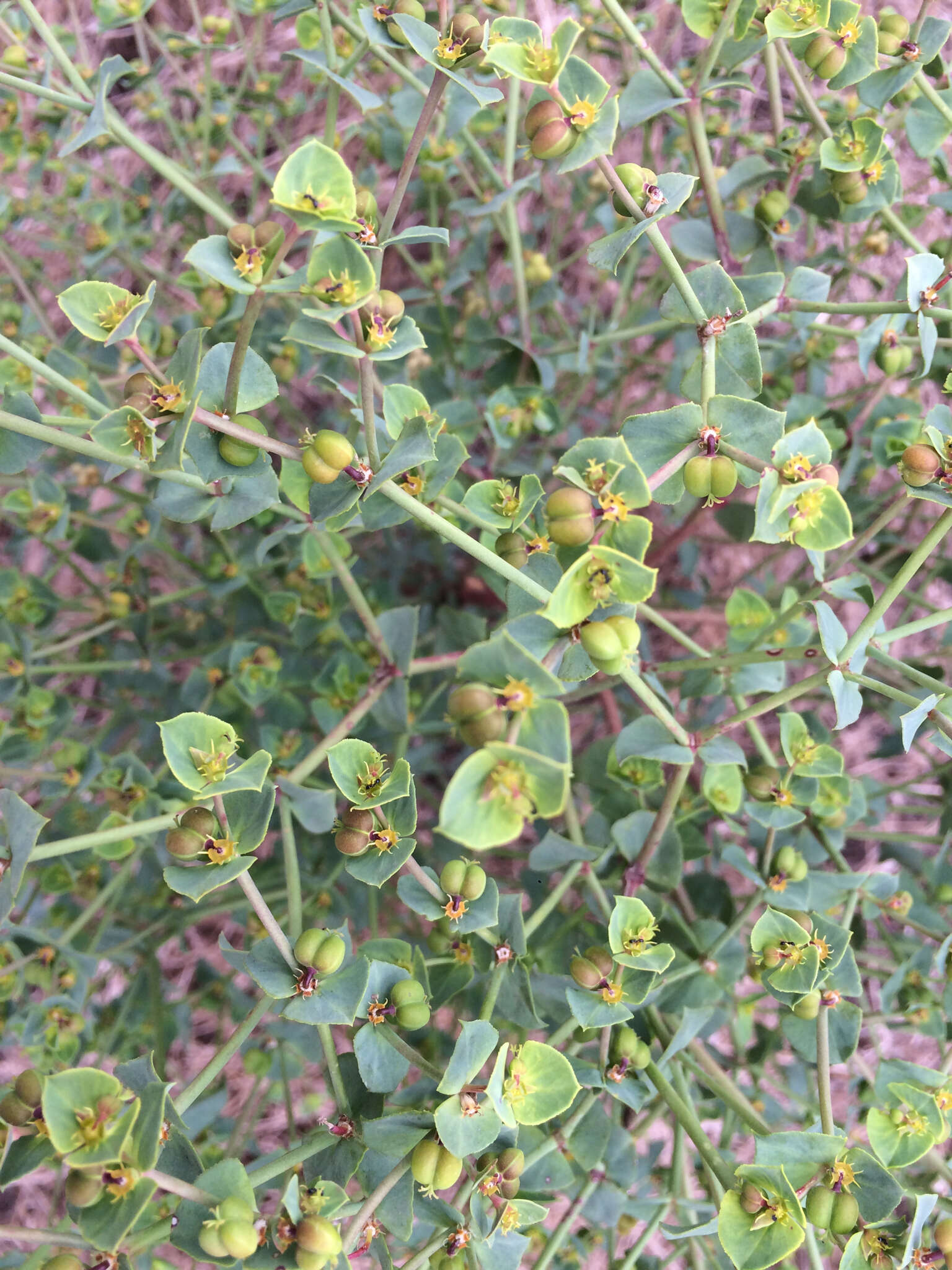 Image of Geraldton carnation weed