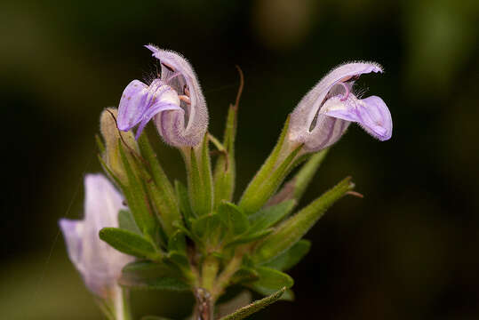 Image of Hygrophila uliginosa S. Moore