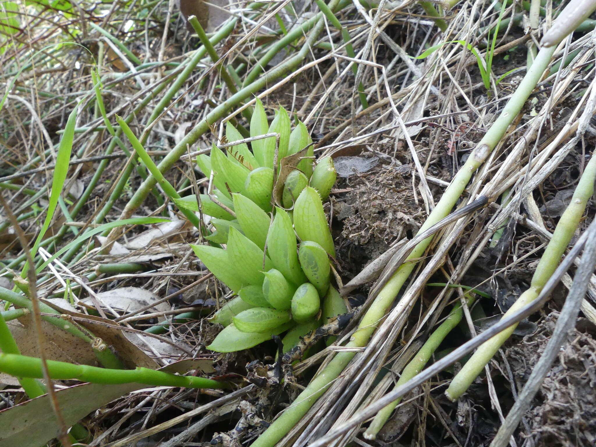 Слика од Haworthia turgida Haw.