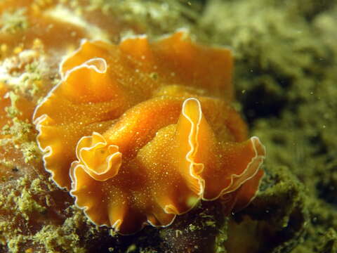 Image of Mediterranean orange polyclad worm