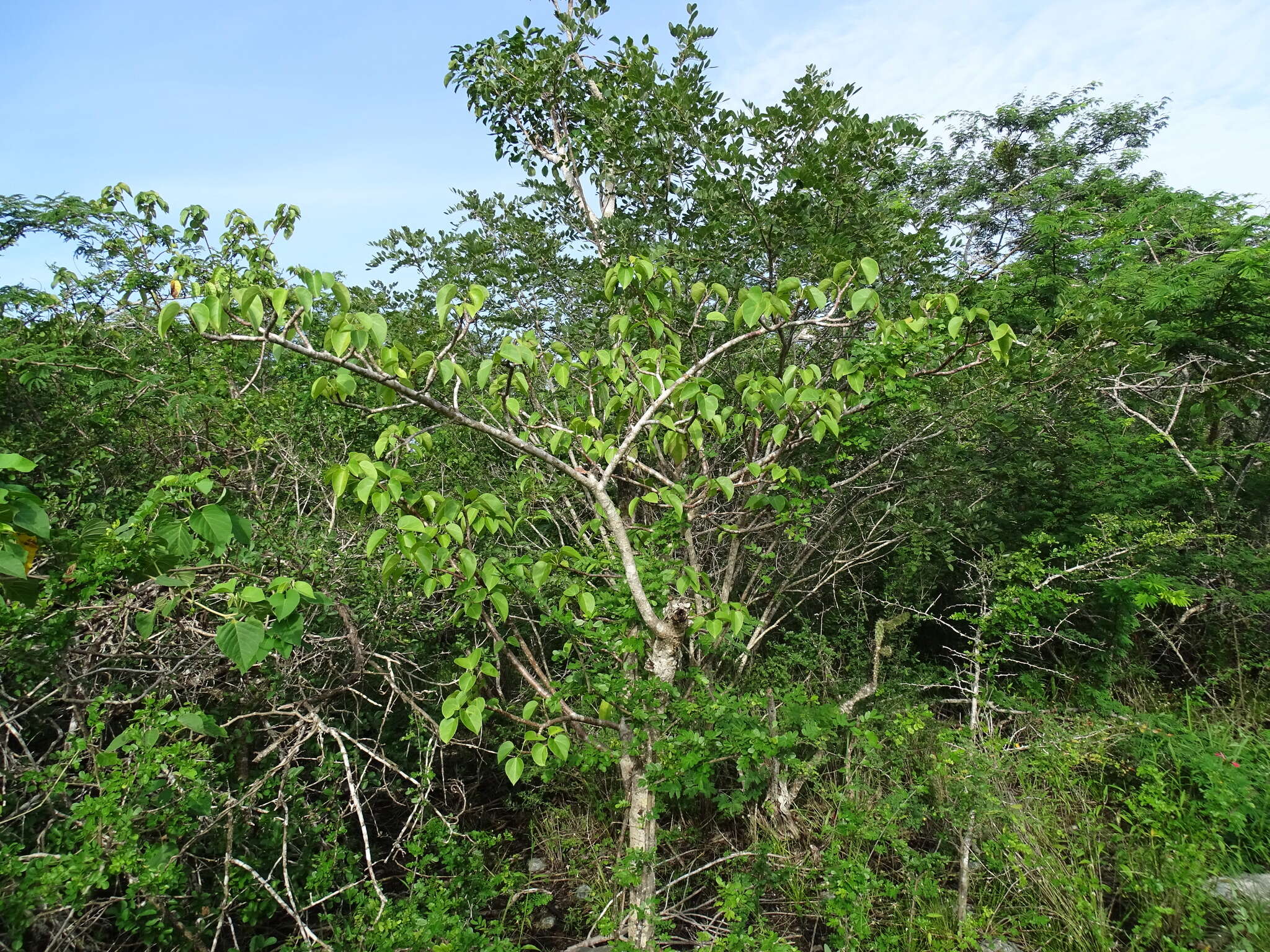 Image of Jatropha gaumeri Greenm.