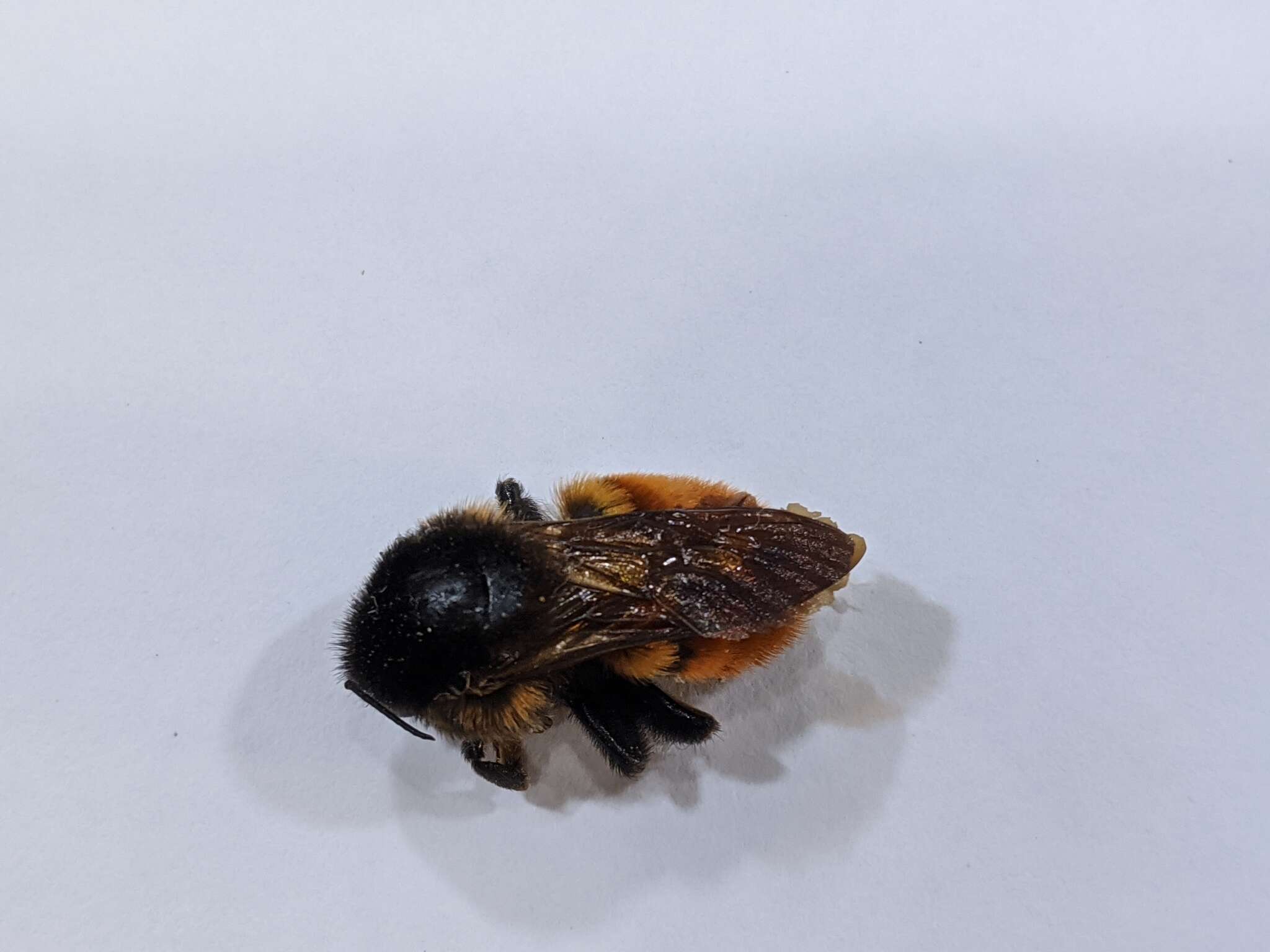 Image of Bombus bicoloratus Smith 1879