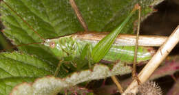 Image de Conocephalus (Anisoptera) fuscus (Fabricius 1793)