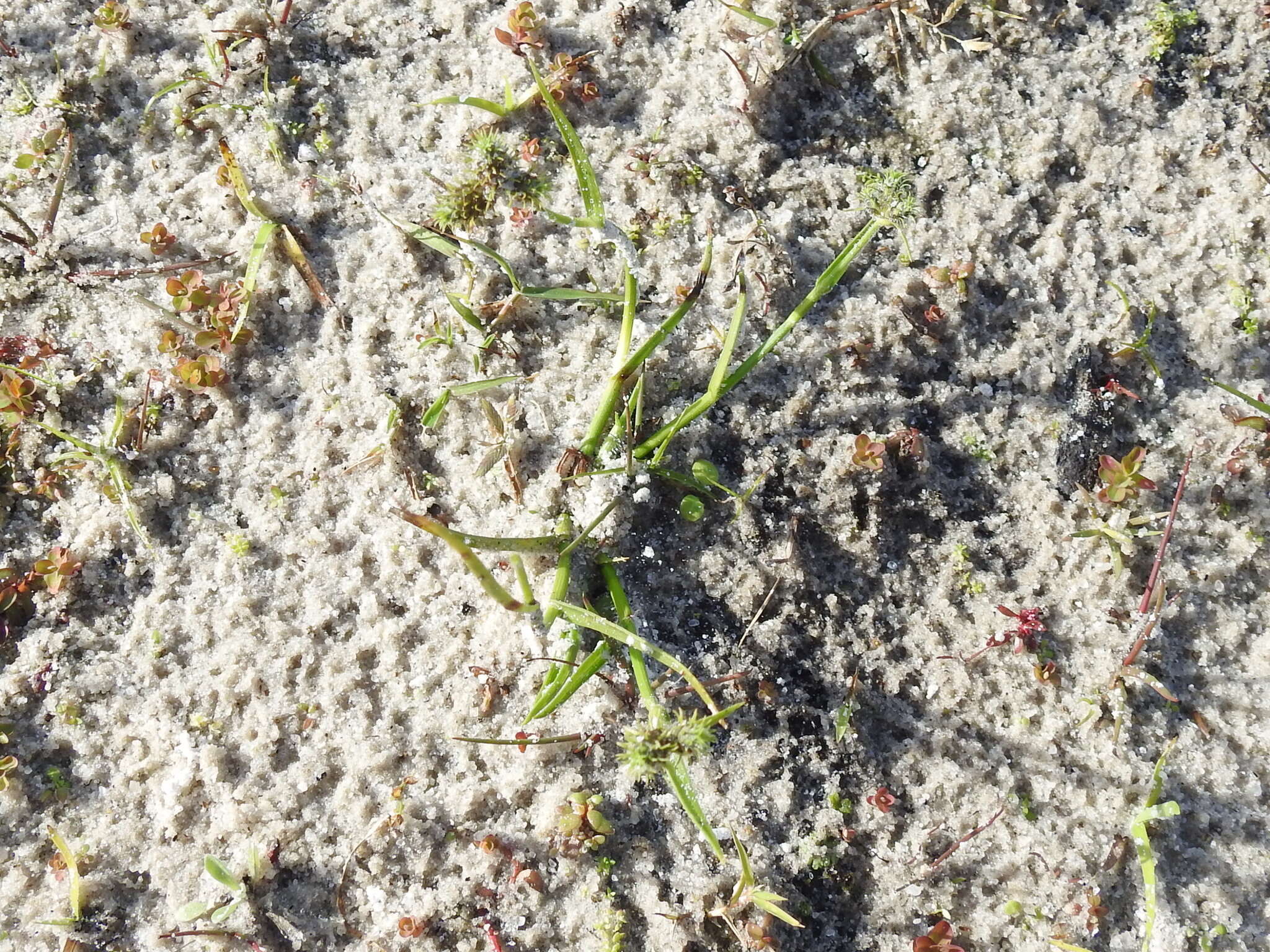 Image of Dwarf Umbrella Sedge