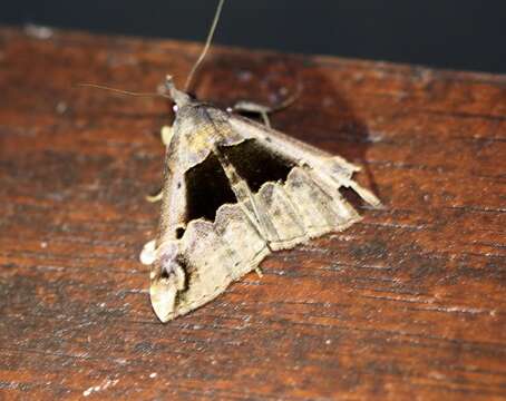 Image of Hypena gonospilalis Walker 1866