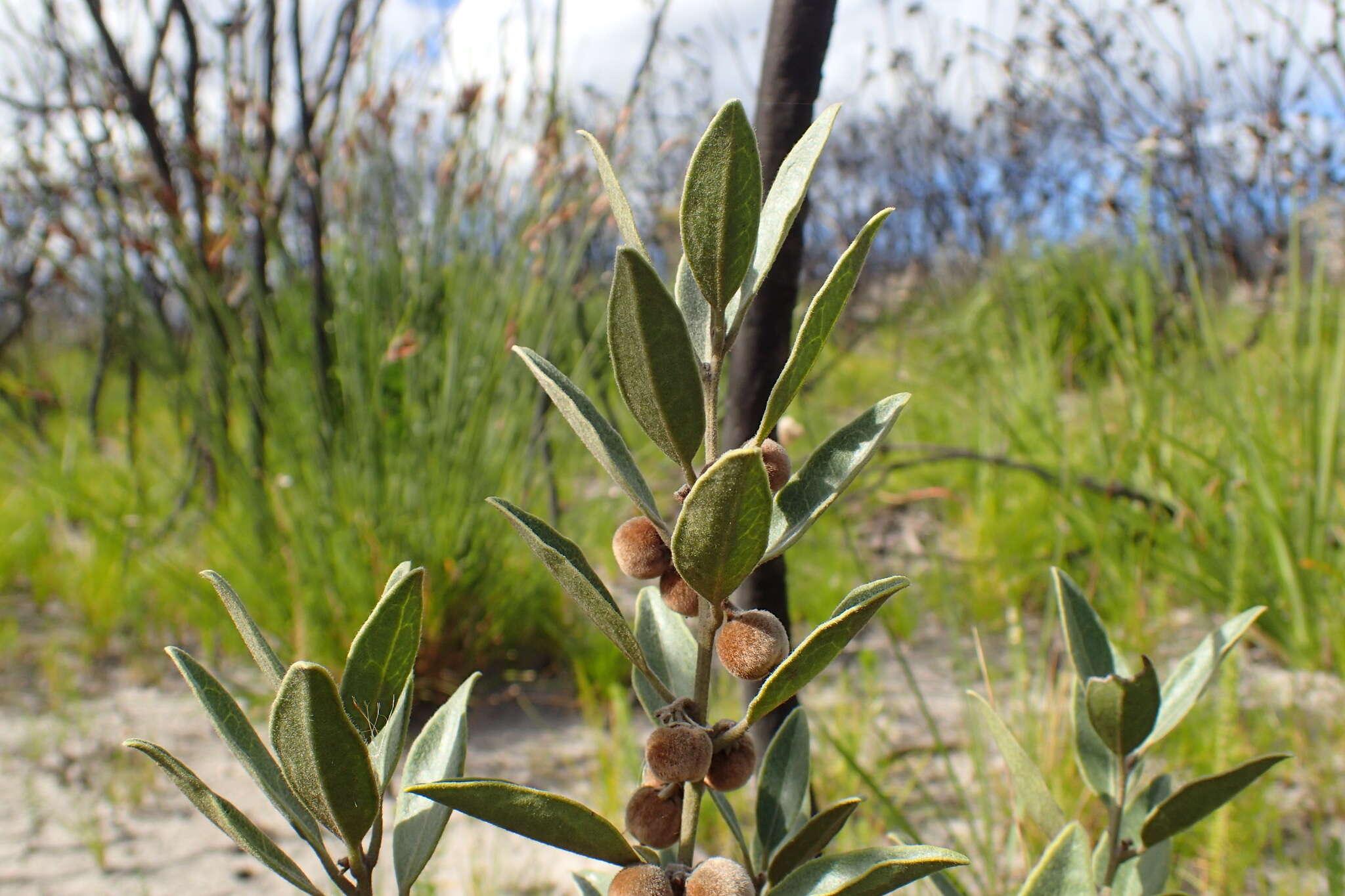 Image of Euclea polyandra (L. fil.) E. Mey. ex Hiern