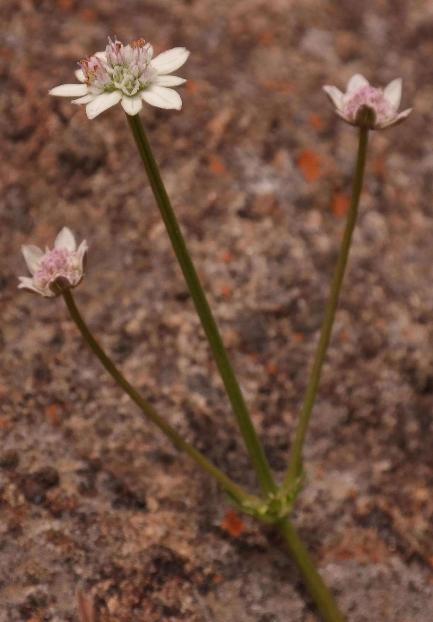 Image of Alepidea multisecta B. L. Burtt