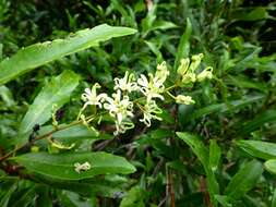 Image of Lomatia arborescens L. Fraser & Vickery