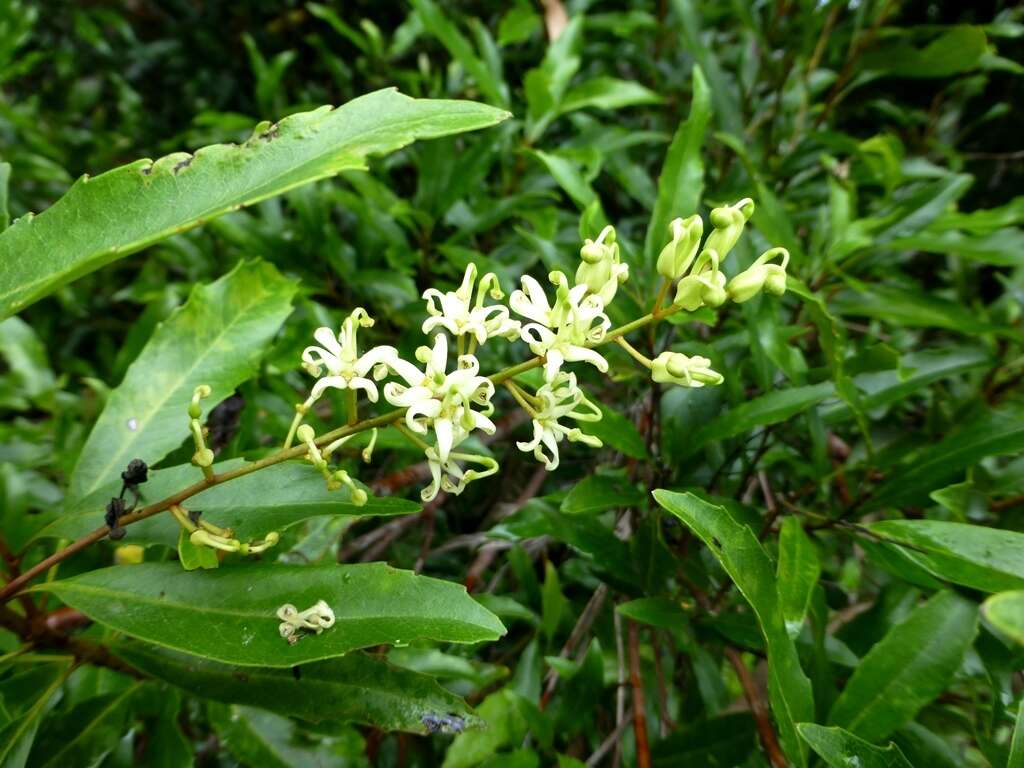 Image of Lomatia arborescens L. Fraser & Vickery