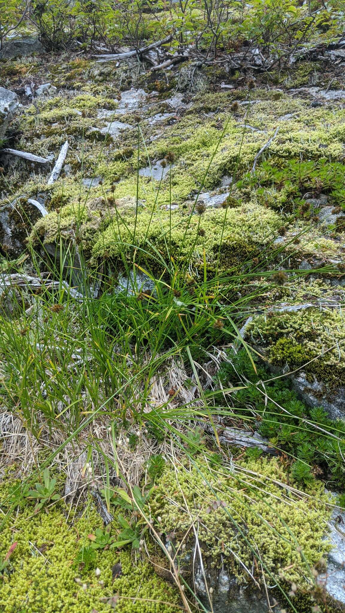 Image of Thick-Head Sedge