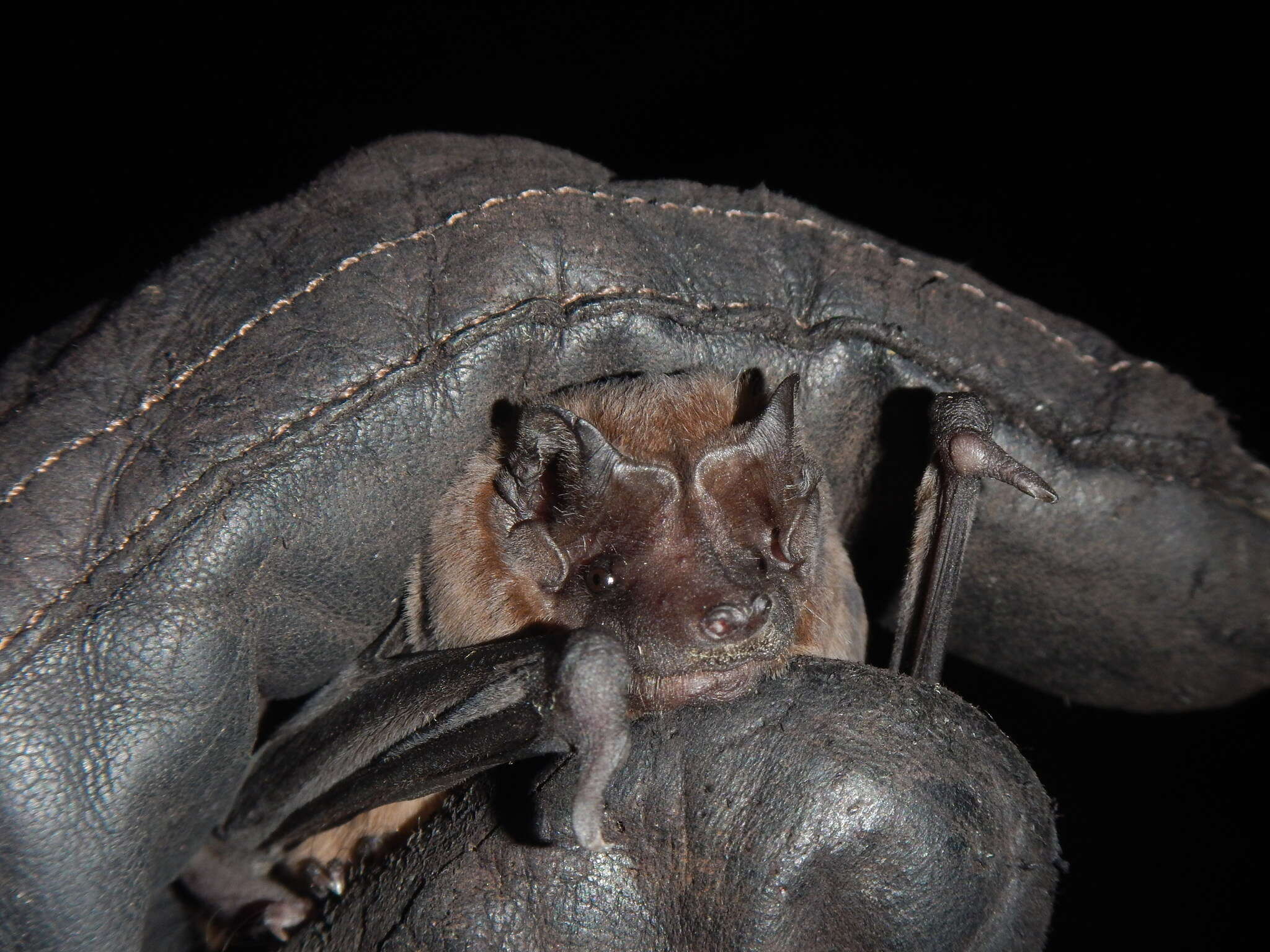 Image of Pallas's Mastiff Bat