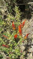 Image of Chuquiraga spinosa D. Don