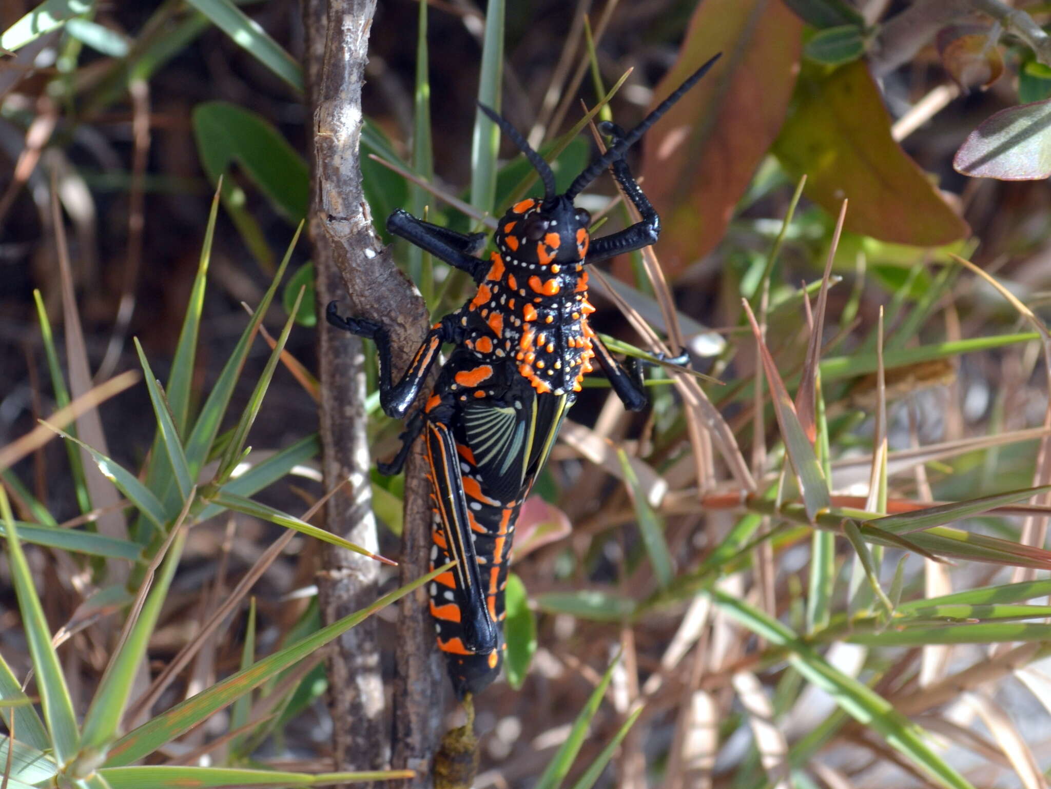 Plancia ëd Phymateus (Phymateus) saxosus Coquerel 1861