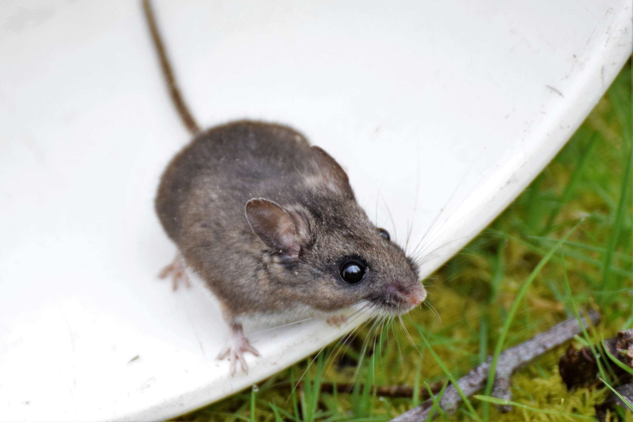 Peromyscus keeni (Rhoads 1894) resmi