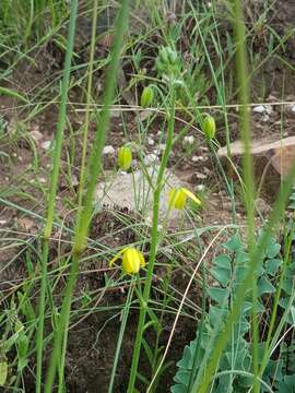 Image of Albuca shawii Baker