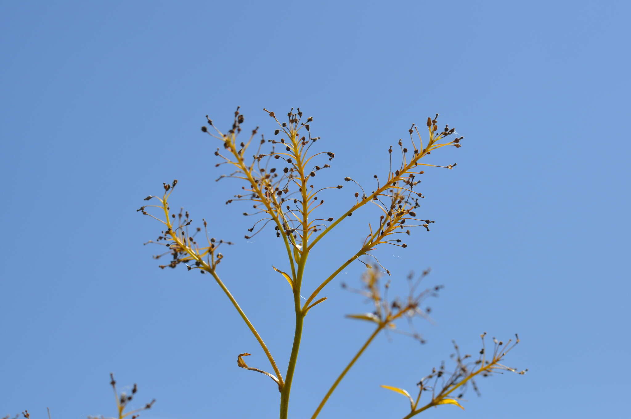 Image of Austrian Field Cress