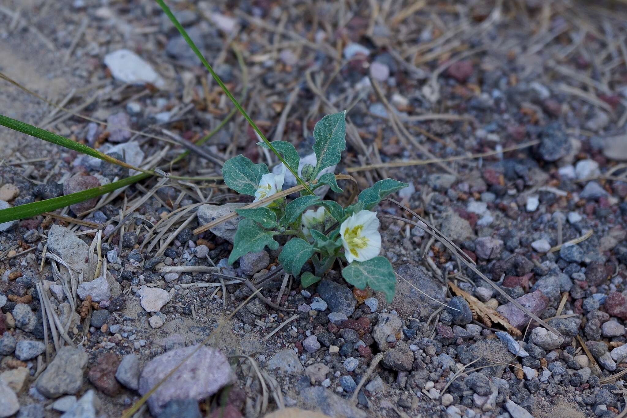 Image de Leucophysalis nana (A. Gray) Averett