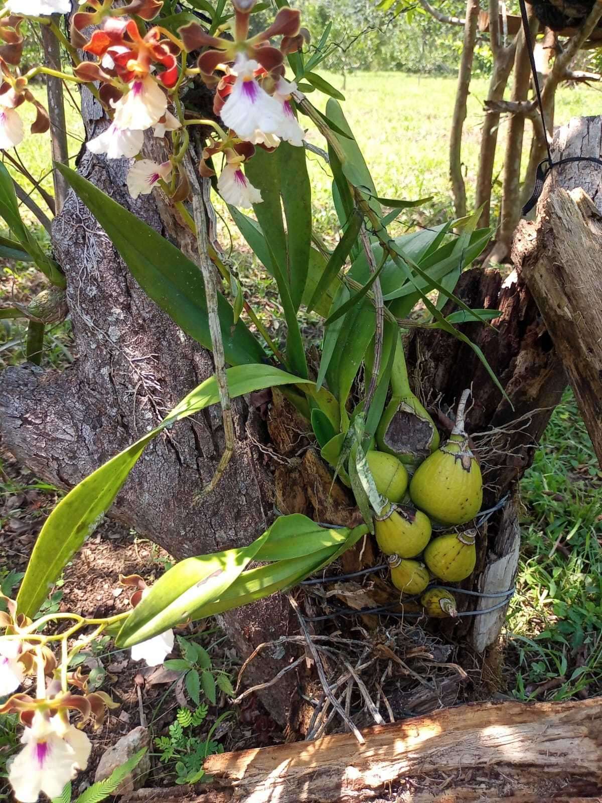 Image of Encyclia cordigera (Kunth) Dressler