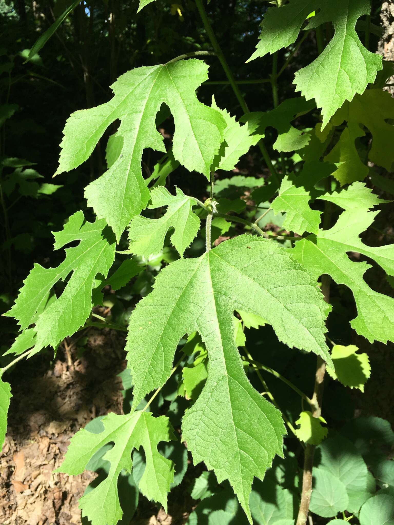 Image of paper mulberry