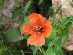 Image of Mediterranean Poppy