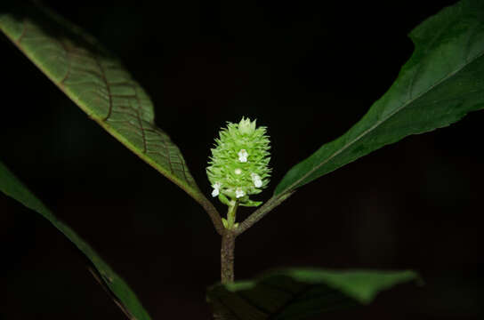 Image of Achyrospermum oblongifolium Baker