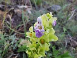 Sivun Salvia absconditiflora Greuter & Burdet kuva