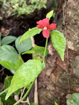 Image of Yerba-Maravilla