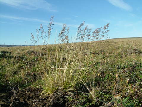 Image of Deschampsia cespitosa subsp. glauca (Hartm.) Tzvelev