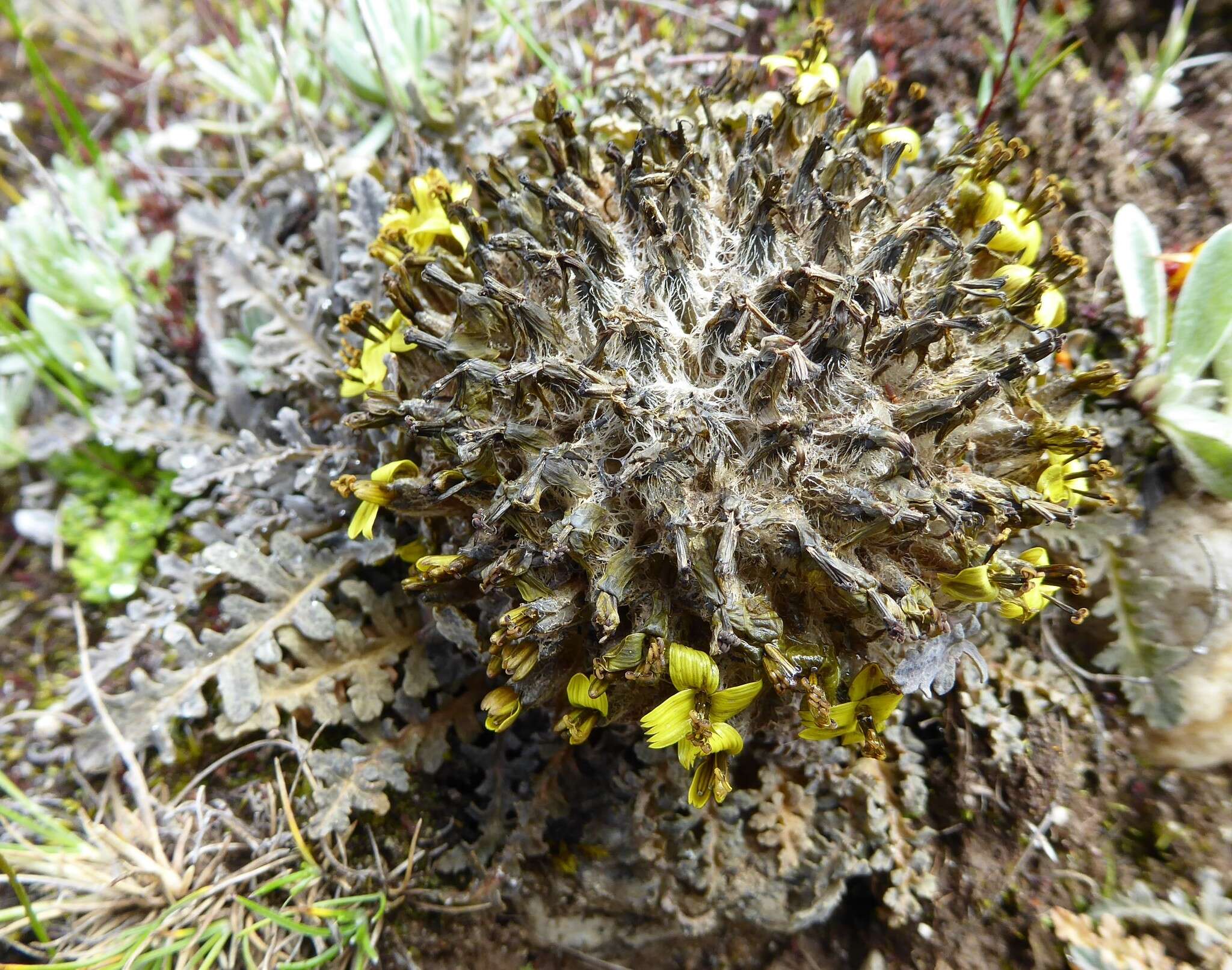 Image of Soroseris pumila Stebbins