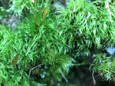 Image of Silky Forklet Moss